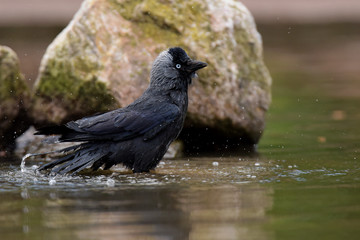 Western Jackdaw, Corvus monedula