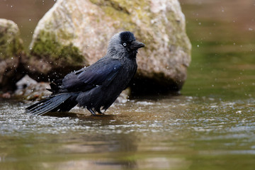 Western Jackdaw, Corvus monedula