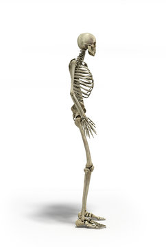 medical accurate 3d illustration of the human skeleton