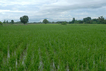 paddy field, north of thailand