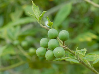 Green Solanum Torvum  in the farm.