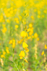 Obraz premium Yellow flowers