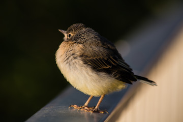 oiseau bergeronnette des ruisseaux