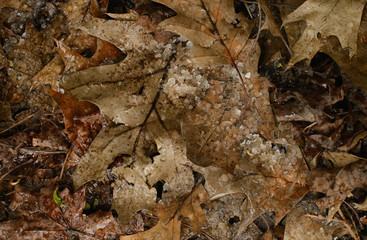 Hailstones ob autumn leaves