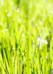 Obraz premium fresh grass