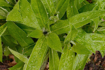 Hailstones on green leaves