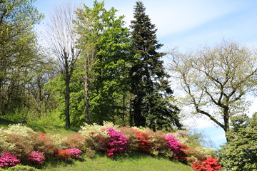 Azaleas in the countryside