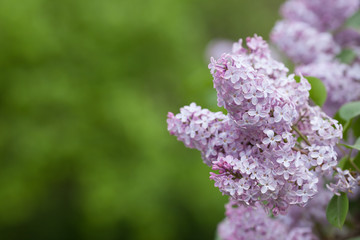 Obraz premium Violet, spring flowers of lilac on green blurred background