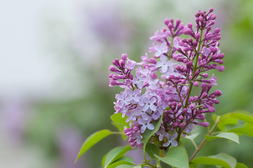 Violet, spring flowers of lilac on light blurred background