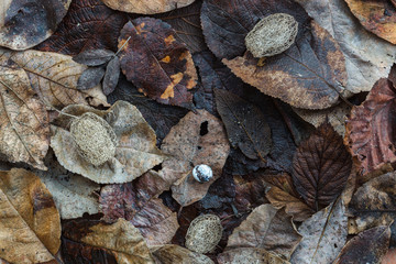Wet autumn leaves and the dried fruit of squirting cucumber