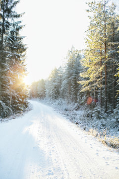 View of forest road in winter