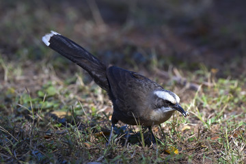 Grey-crowned Babbler (Pomatostomus temporalis) Borroloola, Northern Territory, Australia