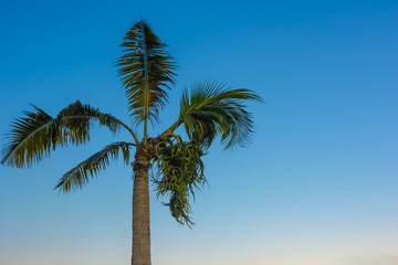 Coconut in blue sky