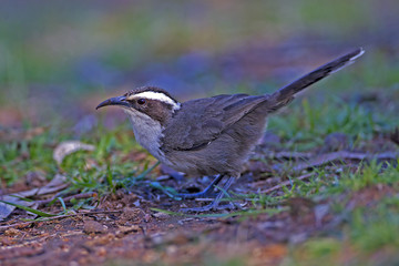 White-browed Babbler (Pomatostomus superciliosus) Cocoparra National Park, New South Wales, Australia