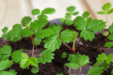 leaves of strawberries - small seedling sprouts