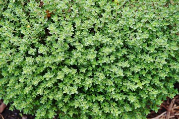 Thyme plant growing in the herb garden