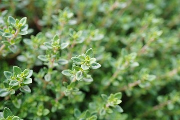 Thyme plant growing in the herb garden