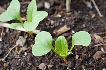 Radish leaves sprouting from the ground in the spring