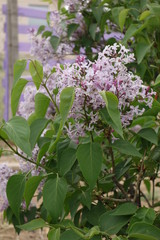 Lilac Blossoms in front of a Lilac Colored Fence