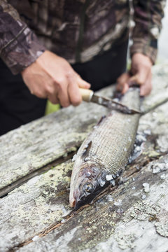 Woman preparing fish