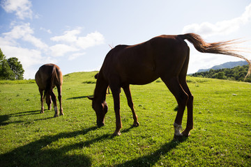 Fototapeta na wymiar 北海道の馬