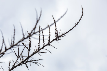 Fototapeta na wymiar Sea buckthorn branches with no leaves in spring