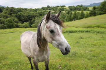 Fototapeta premium 北海道の馬