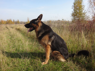 German shepherd dog in sunny autumn day