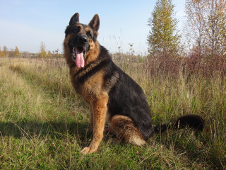 German shepherd dog in sunny autumn day