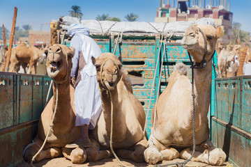 Camels on the back of truck on Camel Market in Daraw, Egypt.