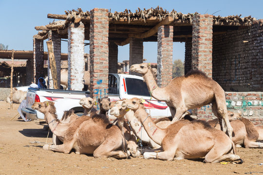 DARAW, EGYPT - FEBRUARY 6, 2016: Camels Next To Pick Up Truck At Camel Market.