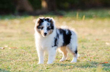 Puppy Shetland Sheepdog.