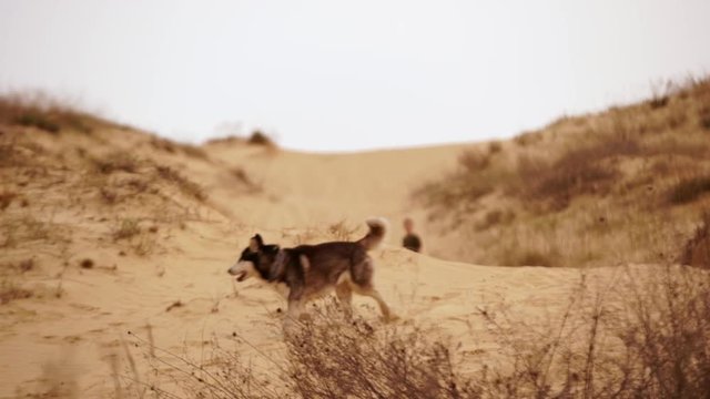 Family spending time together and having fun in Oleshky sands.Ukraine. Slow motion