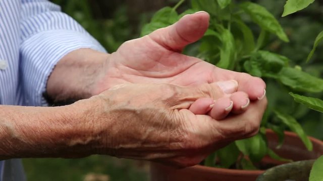 An elderly woman stops her gardening work and rubs her hands due to pain from arthritis or other medical condition.