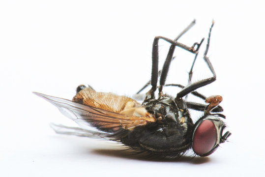 domestic dead fly