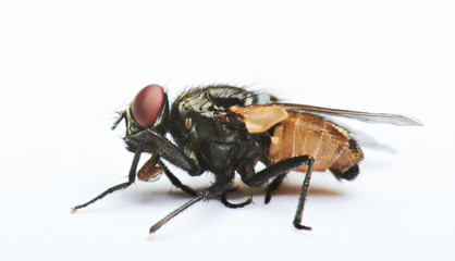 macro of fly