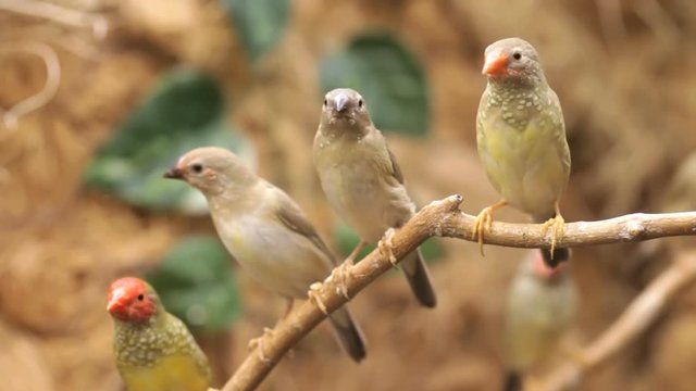 Birds in an atrium