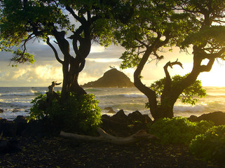 Beautiful Hawaiian sunrise  with island and trees on Maui shore - landscape color photo