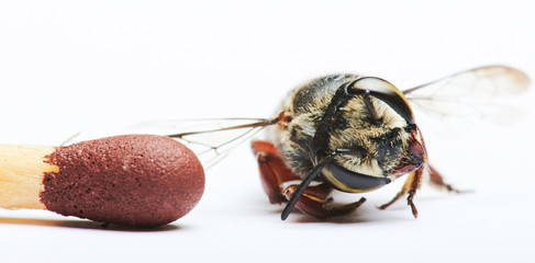 compare wasp and match