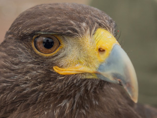 In the eye of a Harris's hawk