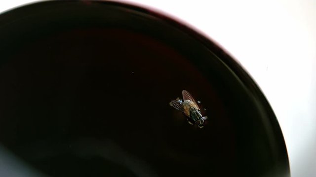 Fly in a frying pan