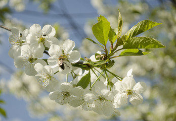 branch flowers cherry