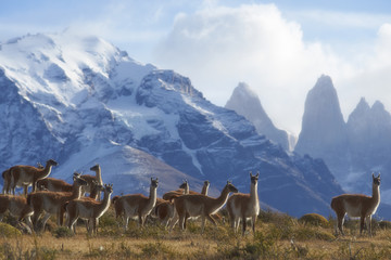 Herd of Guanaco (Lama guanicoe) grazing on a hillside in Torres del Paine National Park in the Magallanes region of southern Chile. - obrazy, fototapety, plakaty