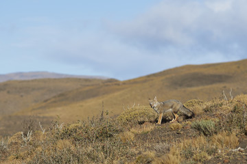 South American Grey Fox (Lycalopex fulvipes) on a hillside in Torres del Paine National Park in the Magallanes region of southern Chile.