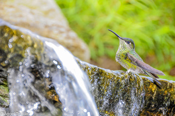 Colibrí en la fuente de Jardines Ecológicos Topotepuy © atrujillo
