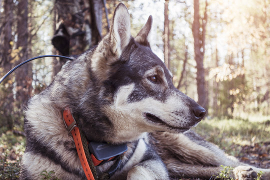 Hunting dog in forest