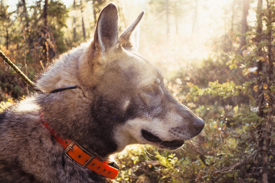 Hunting dog in forest