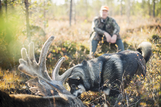 Hunter with dead elk