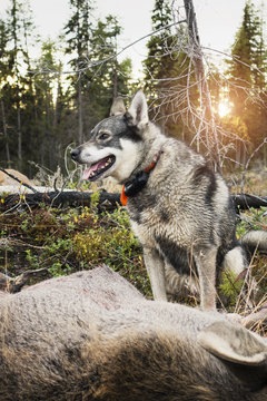 Hunting dog near dead elk