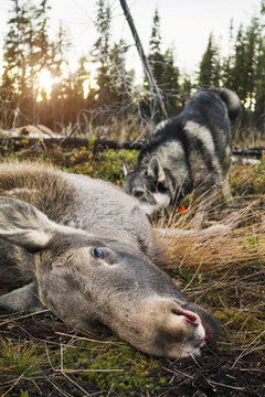 Hunting dog near dead elk